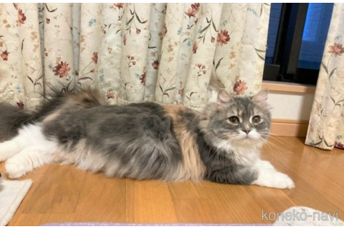 販売中のスコティッシュフォールドの親猫